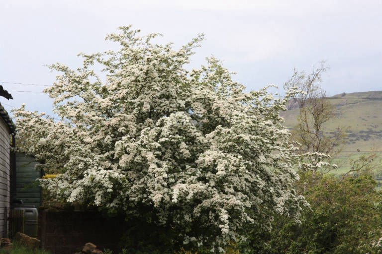 White Hawthorn